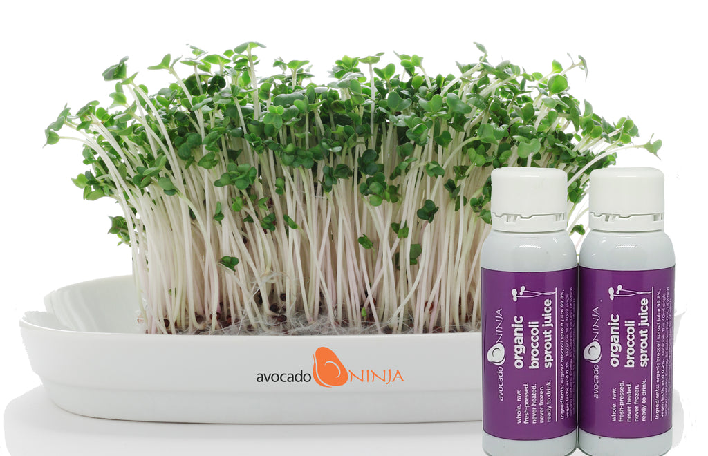 Avocado Ninja Fresh Organic Broccoli Sprout Juice (7 Day Supply)